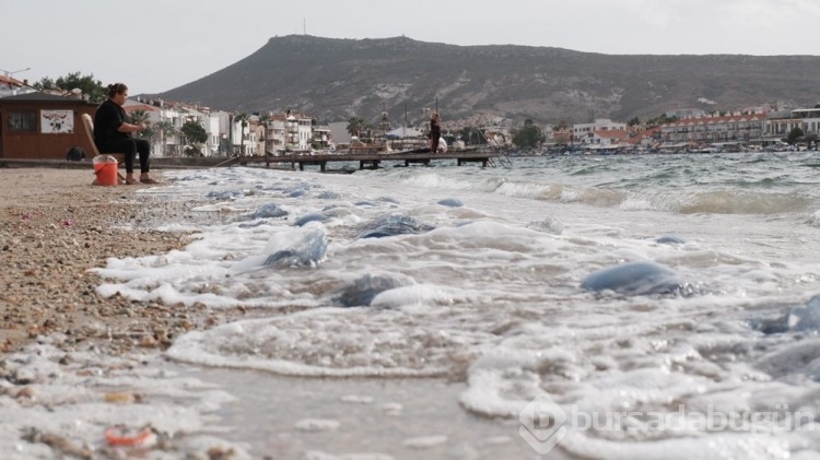 Foça kıyıları denizanası kaplandı
