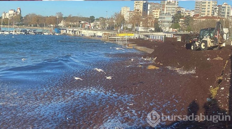 Sahil kırmızıya büründü