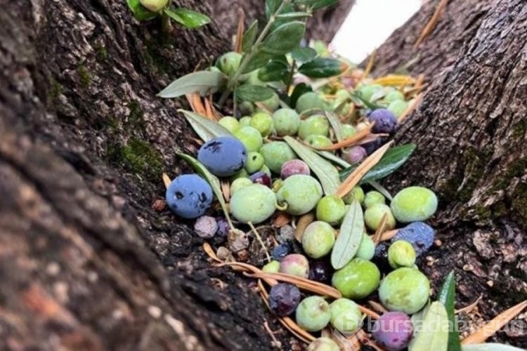 Zeytin ağaçlarında rekolte düşük