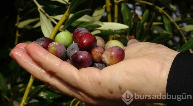 Zeytin ağaçlarında rekolte düşük