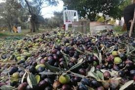 Zeytin ağaçlarında rekolte düşük