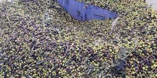 Zeytin ağaçlarında rekolte düşük