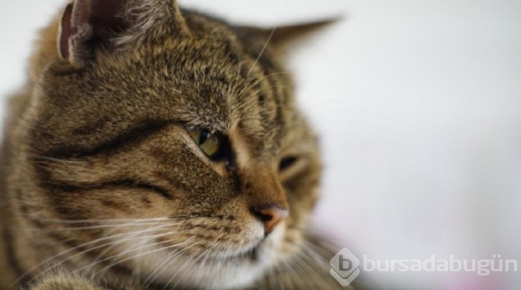 Kedi sahibini kurtardı