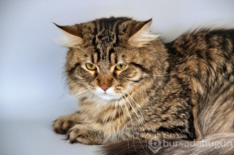 Kedi sahibini kurtardı