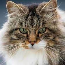 Kedi sahibini kurtardı