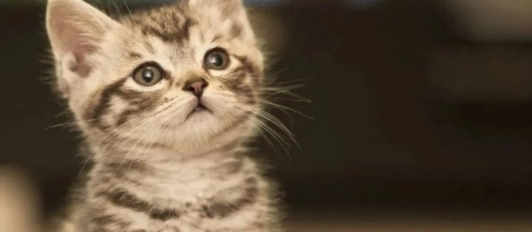 Kedi sahibini kurtardı