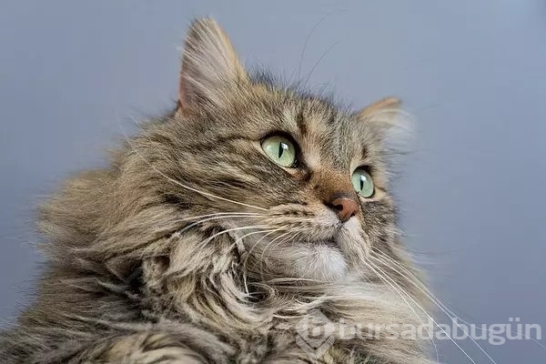 Kedi sahibini kurtardı