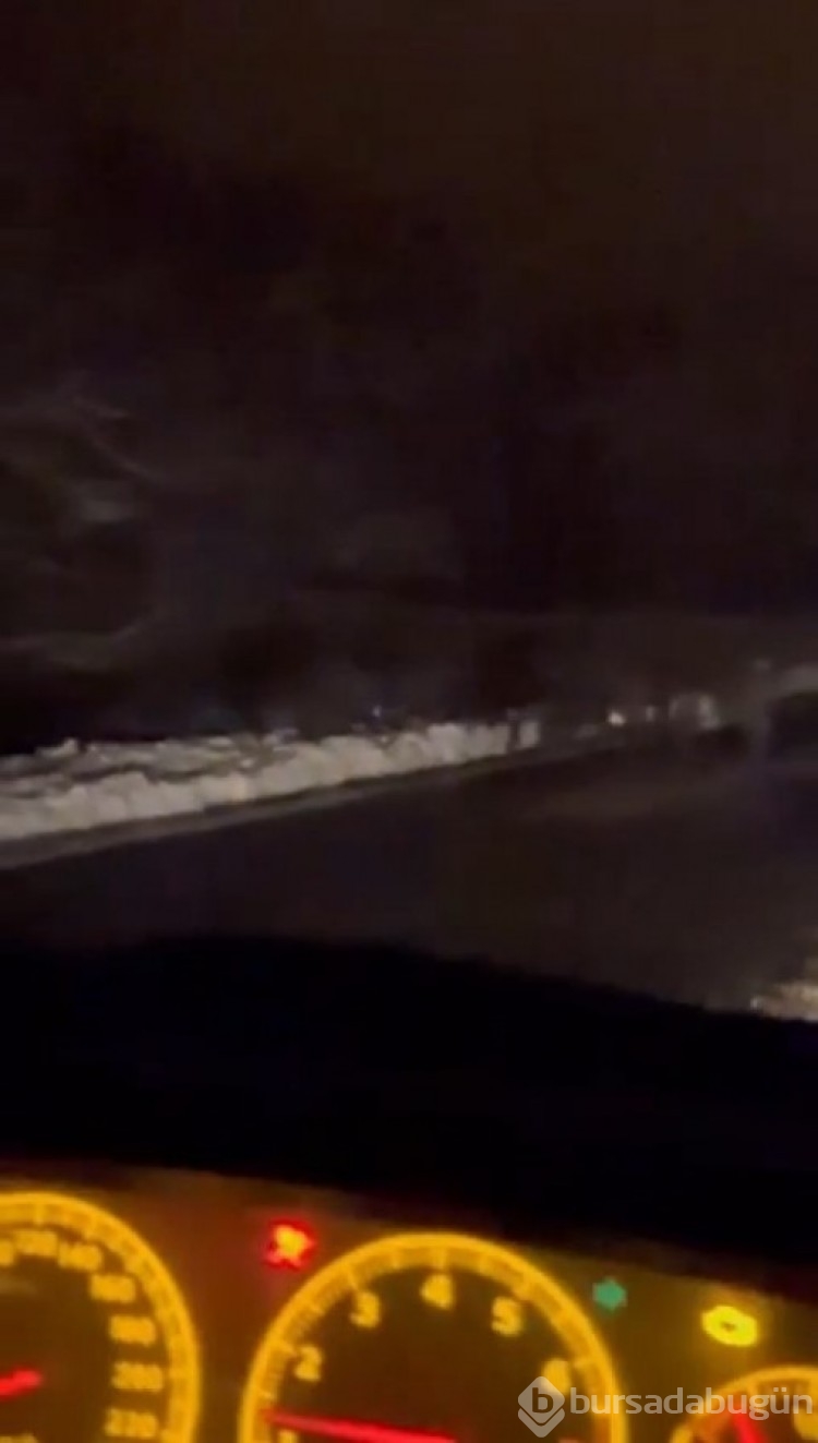 Bursa'da domuz sürüsü yola indi