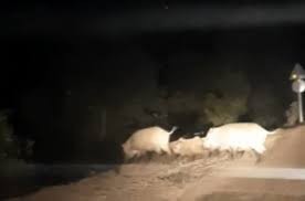 Bursa'da domuz sürüsü yola indi
