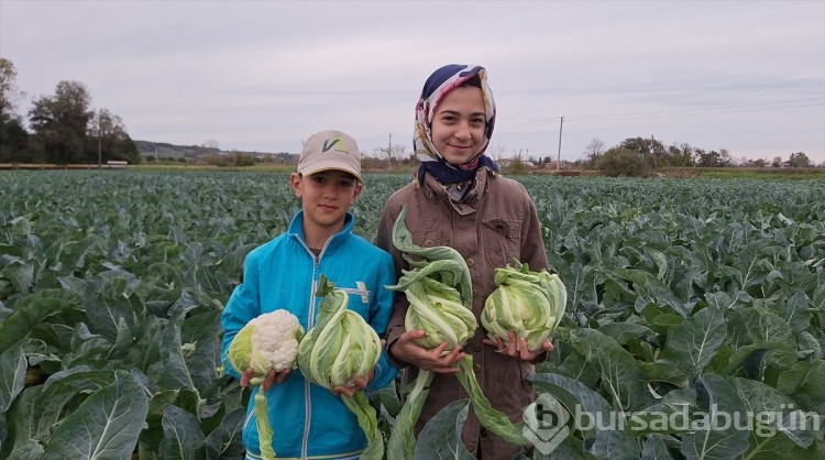 Kışlık sebze hasadı devam ediyor