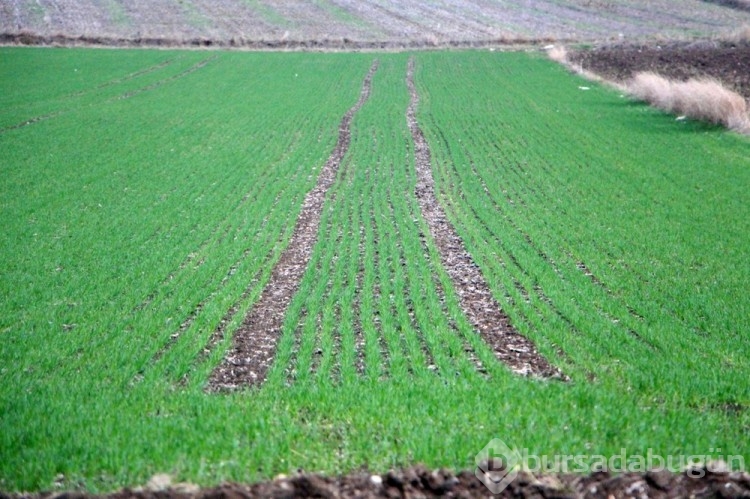 Trakya Bölgesi 10 günde 158 kilo yağış aldı, tarlalar yeşerdi

