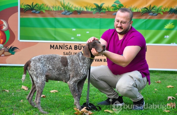 Manisa'da kırılan bacağına platin takılan köpek, yeni yuvasını arıyor