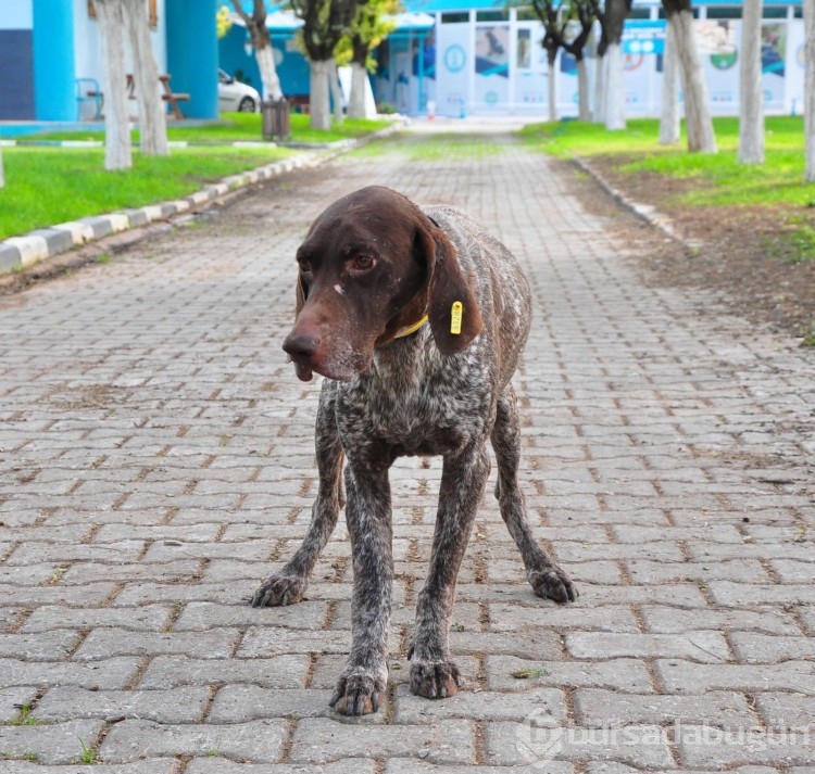 Manisa'da kırılan bacağına platin takılan köpek, yeni yuvasını arıyor