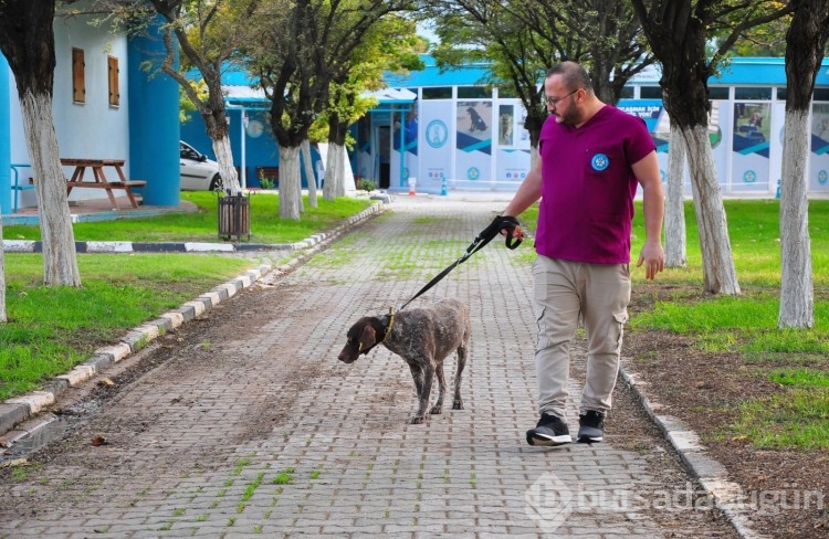 Manisa'da kırılan bacağına platin takılan köpek, yeni yuvasını arıyor