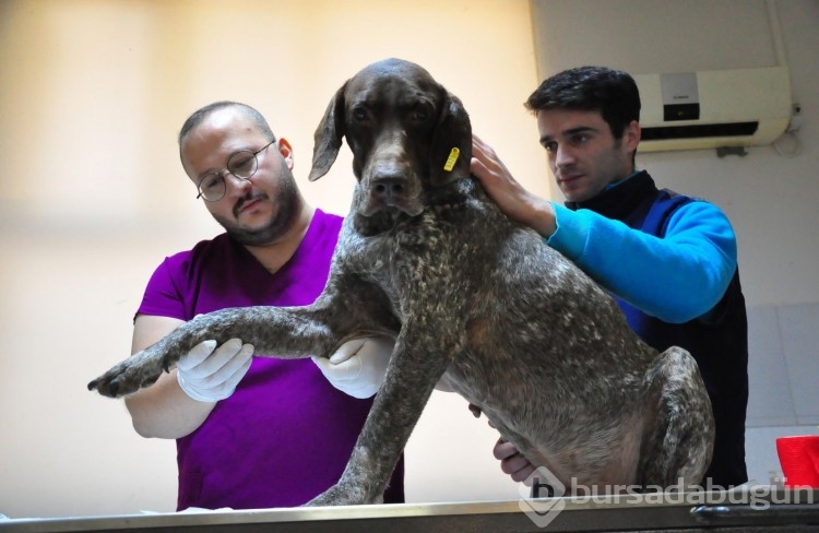 Manisa'da kırılan bacağına platin takılan köpek, yeni yuvasını arıyor