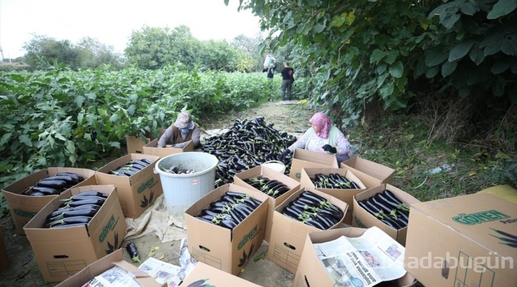 Gönen'de yıllık 7 bin 753 ton patlıcan üretimi
