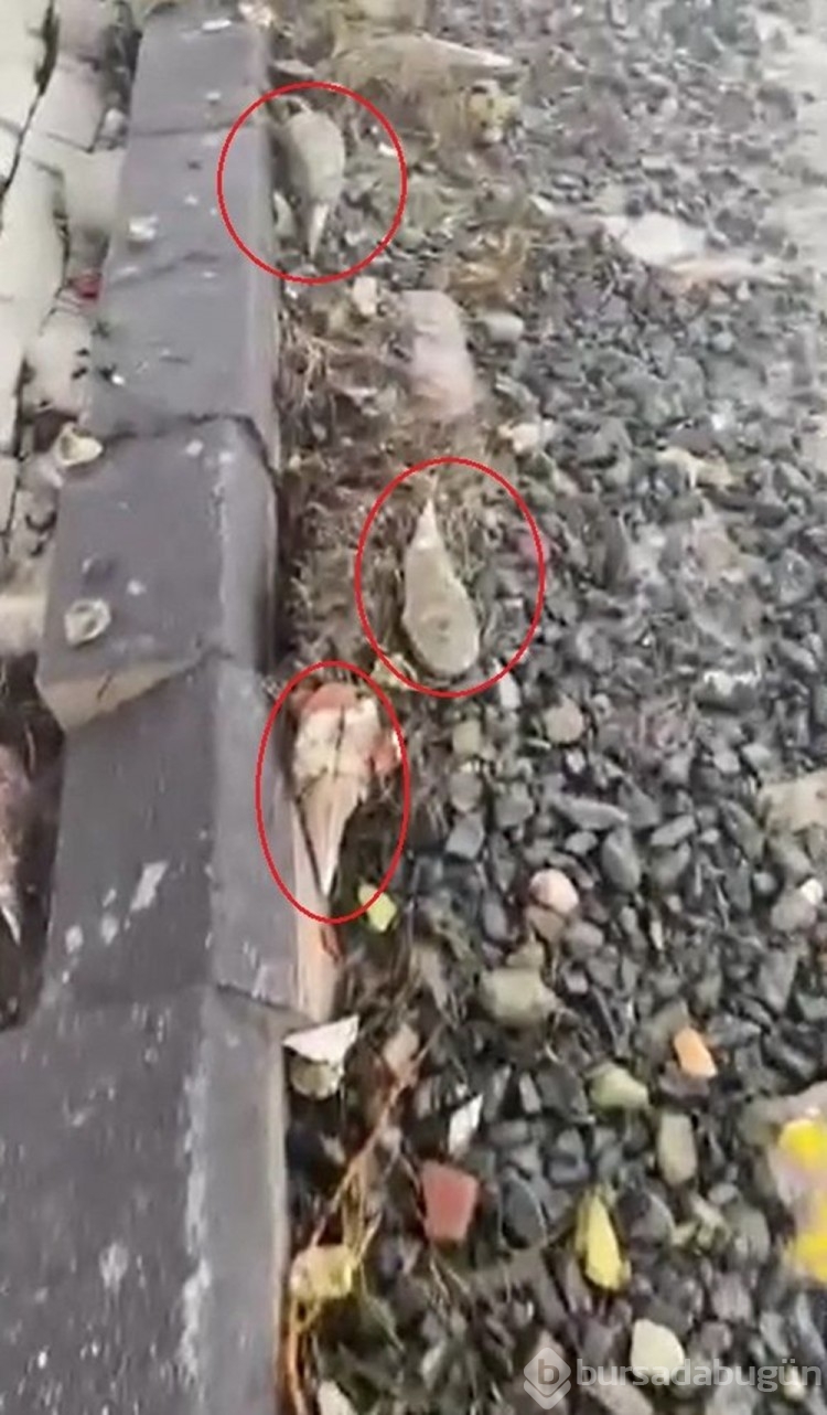 Fırtına sonrası pinalar kıyıya vurdu
