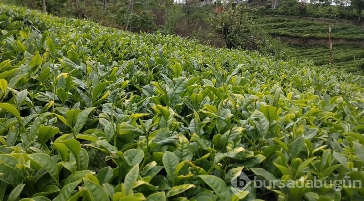 Doğu Karadeniz'de tehlike: Kalitesiz çay içiyoruz