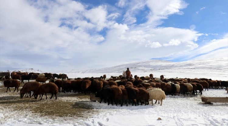 Ağrılı besicilerin kar üzerindeki mesaileri erken başladı
