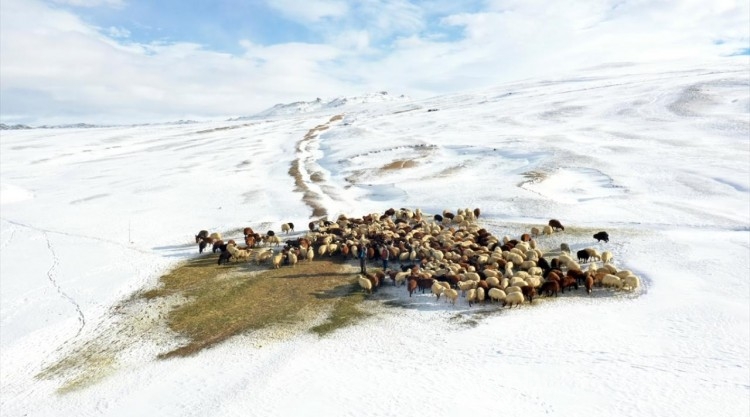 Ağrılı besicilerin kar üzerindeki mesaileri erken başladı

