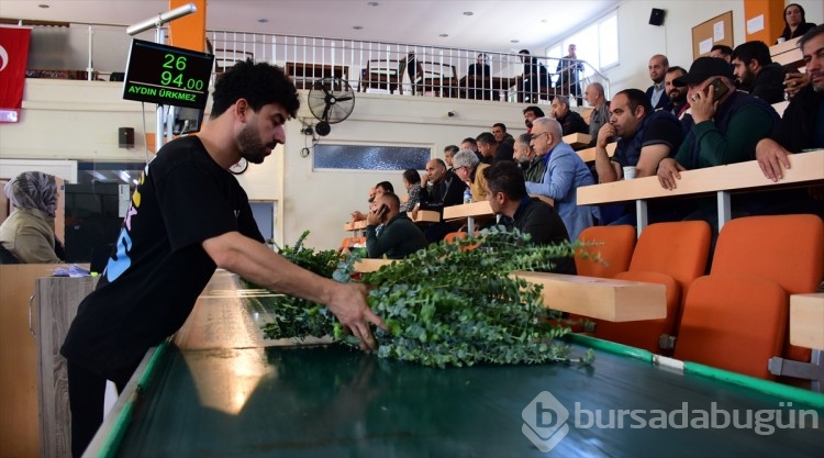 Antalya'da çiçek mezatlarında Öğretmenler Günü yoğunluğu
