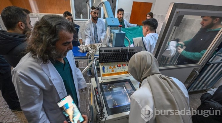 Yaralı bulunan nesli tehlike altındaki vaşak için seferber oldular

