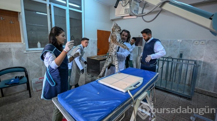 Yaralı bulunan nesli tehlike altındaki vaşak için seferber oldular
