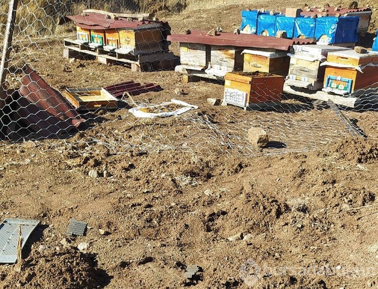 Kış uykusuna yatmayan ayılar, kovanlara dadandı
