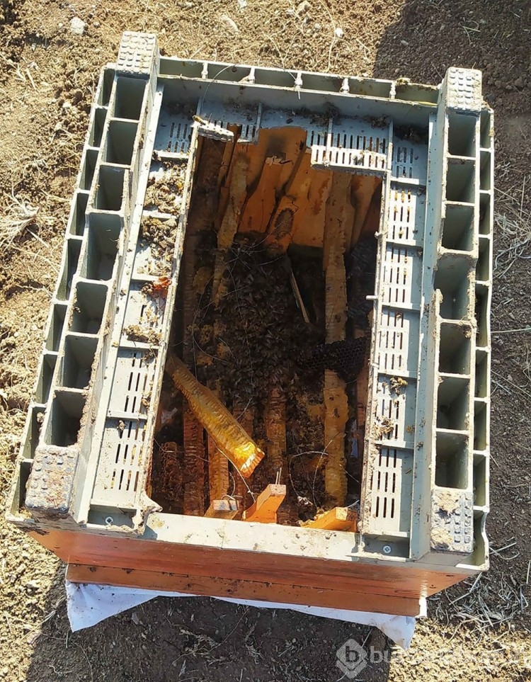 Kış uykusuna yatmayan ayılar, kovanlara dadandı
