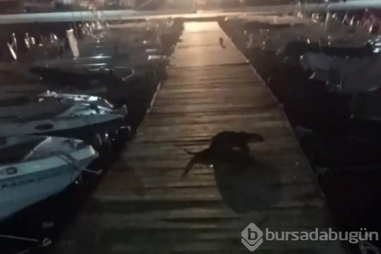 Bursa'da kediyi kovalayan su samuru, renkli görüntüler oluşturdu