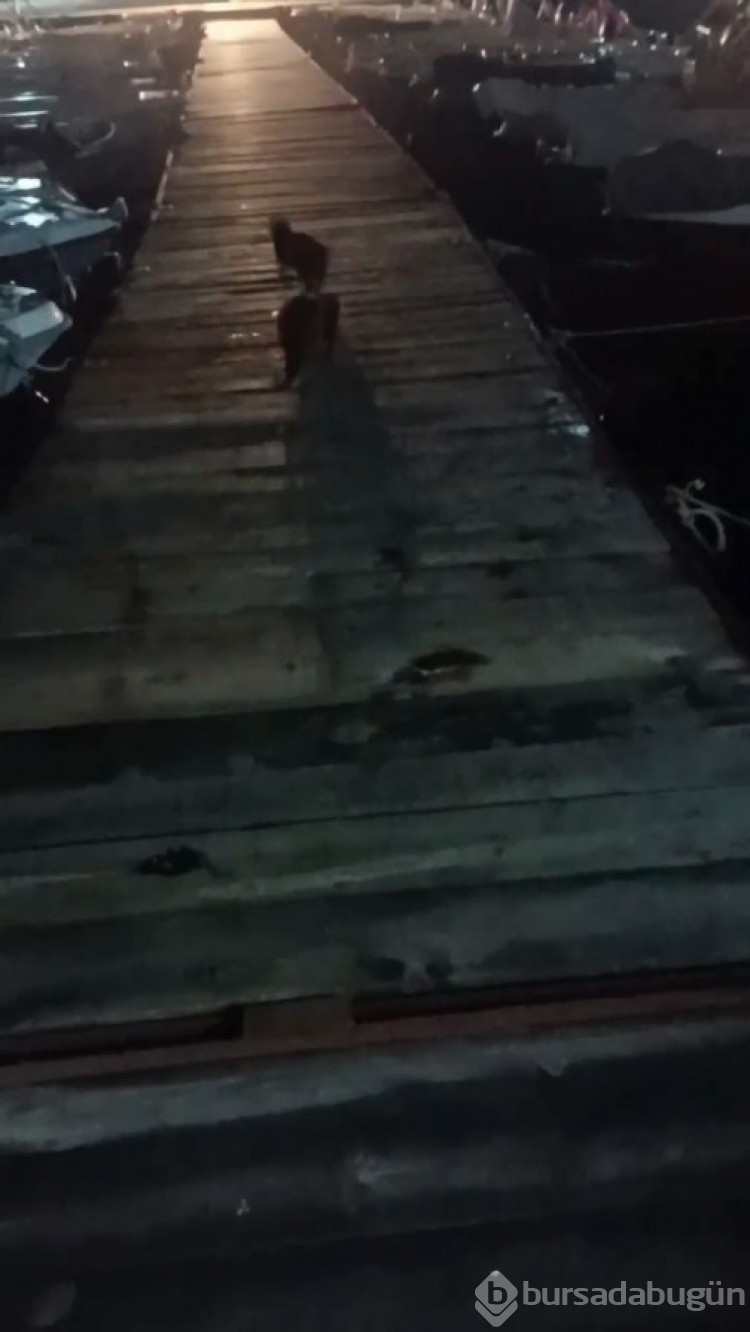 Bursa'da kediyi kovalayan su samuru, renkli görüntüler oluşturdu