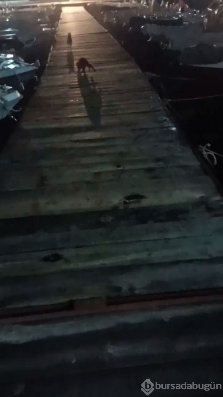 Bursa'da kediyi kovalayan su samuru, renkli görüntüler oluşturdu