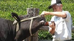 Japonya'da Matsusaka ırkı sığır 30 milyon yene satıldı