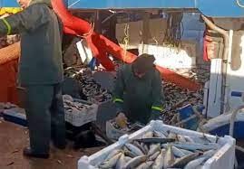 Tekirdağlı balıkçılar 12 ton kolyoz yakaladı