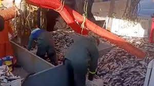 Tekirdağlı balıkçılar 12 ton kolyoz yakaladı