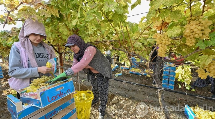 Manisa'da üzüm hasadı kış koşullarında da sürüyor