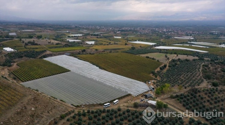 Manisa'da üzüm hasadı kış koşullarında da sürüyor