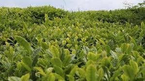 Bakan Yumaklı duyurdu: Çay üreticilerinin ödemeleri alacağı tarih belli oldu