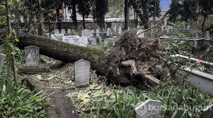 Bursa'da kuvvetli lodosta devrilen ağaçlar mezarlara zarar verdi
