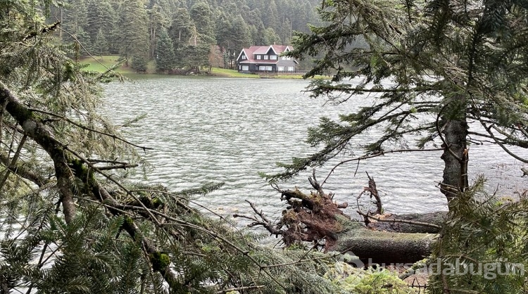 Kuvvetli rüzgar Gölcük Tabiat Parkı'nda ağaçları devirdi
