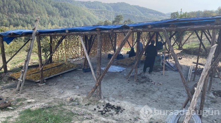 Trabzon hurmasında üretim artıyor