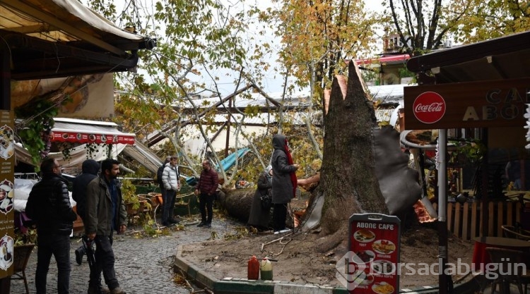Koza Han'daki 250 yıllık çınar fırtınaya dayanamadı
