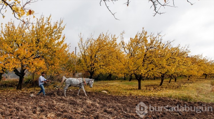 Malatya'da sonbahar renkleri
