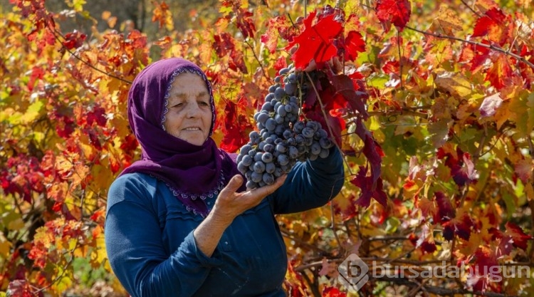 Malatya'da sonbahar renkleri
