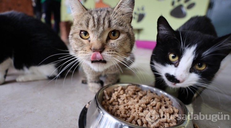 Yemek atıkları sahipsiz kedi ve köpekler için mamaya dönüşüyor
