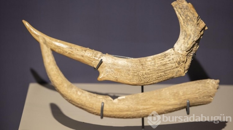 Tunceli Müzesi'ne 3 yılda 298 eser kazandırıldı
