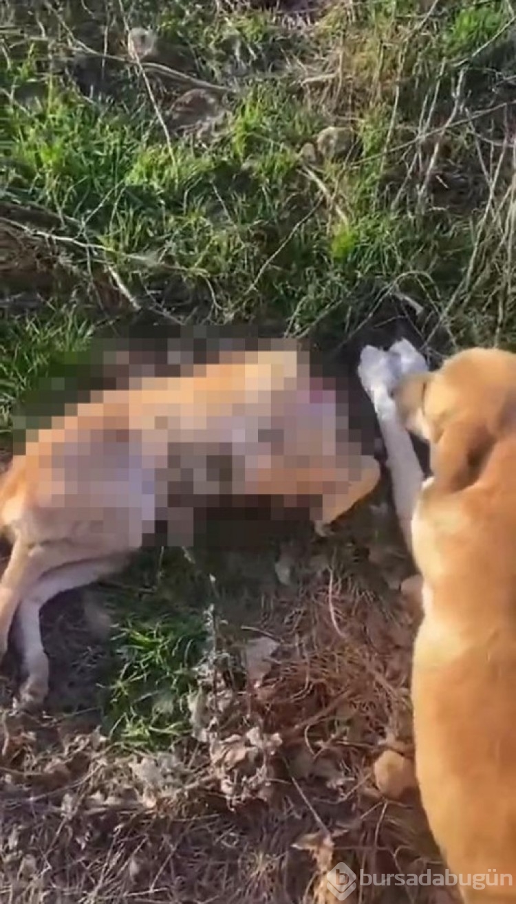 Afyonkarahisar'da barınakta aç kalan köpekler birbirlerini yedi