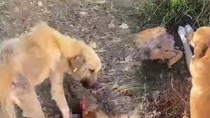 Afyonkarahisar'da barınakta aç kalan köpekler birbirlerini yedi