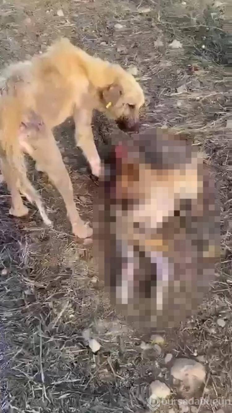 Afyonkarahisar'da barınakta aç kalan köpekler birbirlerini yedi