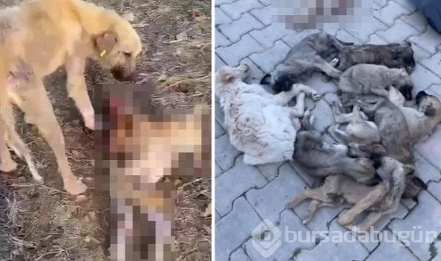 Afyonkarahisar'da barınakta aç kalan köpekler birbirlerini yedi